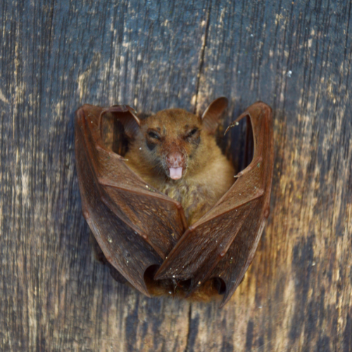 A little brown bat laying on its back on a piece of weathered wood with its wings wrapped around it and its tongue sticking out.