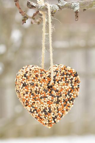 A photograph of a heart-shaped bird feeder containing bird seeds held by a rope on a tree branch.