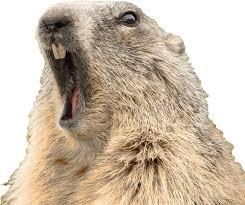 groundhog