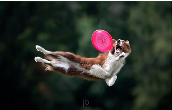 A photo of a dog catching a frisbee in midair. 