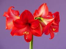 Photo of red Amaryllis flower in bloom