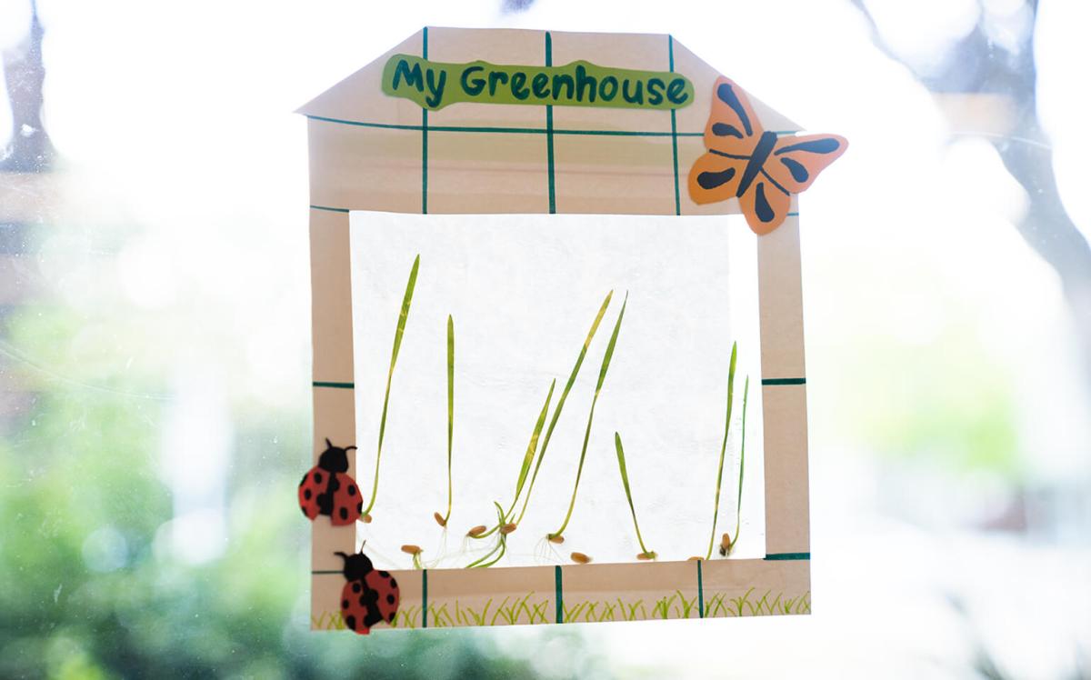 A photograph featuring a plastic sandwich bag labeled "My Greenhouse" which contains seeds sprouting a plant against a window.