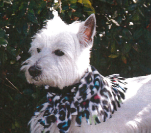 Dog wearing a make and take fleece scarf